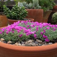 Делосперма Delosperma spp.