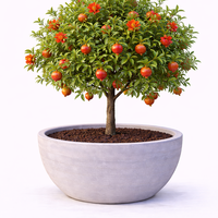 Нар (обикновен) Punica granatum