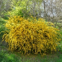 Керия японска Kerria japonica