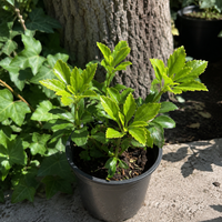 Пахизандра 'Pachysandra terminalis'