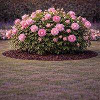 Роза (градинска) Rosa spp.