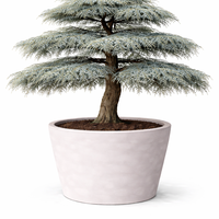 Кедър ливански ‘Glauca’ Cedrus libani ‘Glauca’