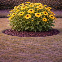 Рудбекия Rudbeckia hirta