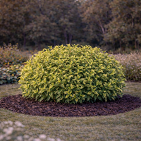 Елейгнус ‘Lemon Ice’ Elaeagnus ebbingei ‘Lemon Ice’