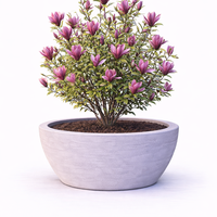 Магнолия ‘Susan’ Magnolia liliflora ‘Susan’