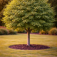Липа сребролистна Tilia tomentosa