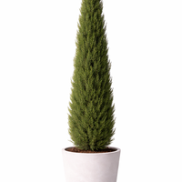 Италиански кипарис Cupressus sempervirens