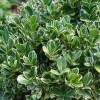 Евонимус микрофила	Euonimus japonicum 