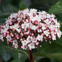 Калина ‘Tinus’ Viburnum tinus