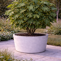 Смокиня Ficus carica