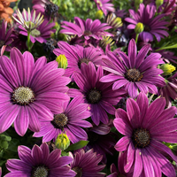 Остеоспермум 'Osteospermum spp.'