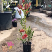 Калистемон (червен) Callistemon citrinus