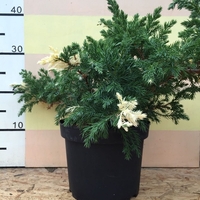 Хвойна сабина (пъстра) Juniperus sabina ‘Variegata’