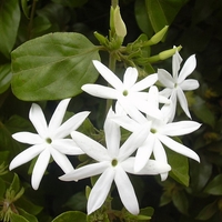Момин жасмин (трицветен) Trachelospermum jasminoides