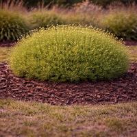 Сантолина Santolina viridis