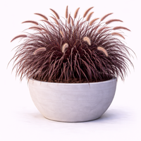 Пенисетум ‘Rubrum’ Pennisetum setaceum ‘Rubrum’