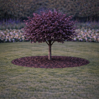 Джанка ‘Nigra’ Prunus cerasifera ‘Nigra’