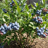 Американска боровинка 'Vaccinium corymbosum'
