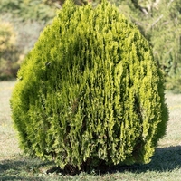 Туя Аурея нана	Thuja occ. 