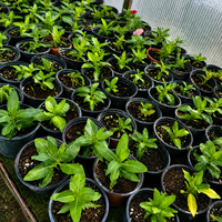 Винка 'Розеа' 'Vinca rosea'