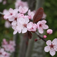 Джанка ‘Nigra’ Prunus cerasifera ‘Nigra’