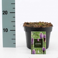 Лиатрис Liatris spicata