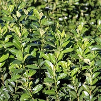 Лавровишня  Prunus laurocerassus