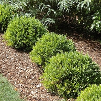 Чемшир (обикновен) Buxus sempervirens