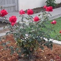 Роза катерлива Rosa (climbing hybrids)