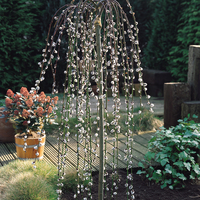 Плачеща върба Килмарнок	Salix caprea 