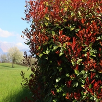 Фотиния	Photinia fraseri Red Robin