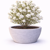 Магнолия звездовидна Magnolia stellata