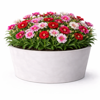 Карамфил (градински) Dianthus chinensis