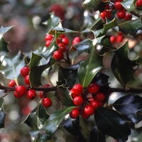 Илекс Аляска, Джел	 Ilex crenata 