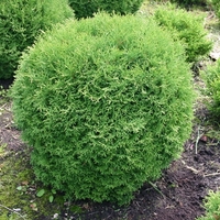 Туя ‘Tiny Tim’ Thuja occidentalis ‘Tiny Tim’