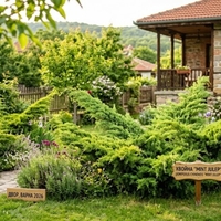 Хвойна, Смрика, Юниперус Минт Джулеп	Juniperus chinensis 