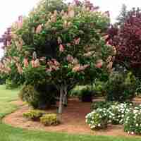 Конски кестен Aesculus hippocastanum