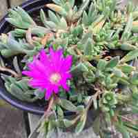 Делосперма Delosperma spp.