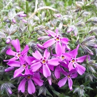 Флокс Phlox subulta mix