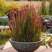 Императа ‘Red Baron’ Imperata cylindrica ‘Red Baron’