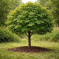 Явор (сребролистен явор) Acer pseudoplatanus
