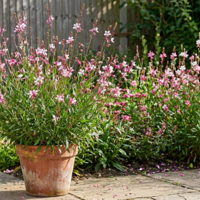 Гаура Gaura lindheimeri