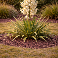Юка нишковидна Yucca filamentosa