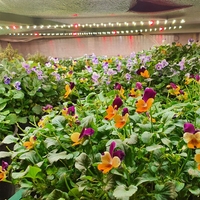 Универсална лед лампа за otglegdane-na-растения 25W