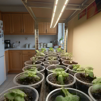 Универсална LED лампа  растения 50W