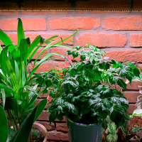 Универсална лед лампа за otglegdane-na-растения 25W