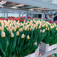 Универсална лед лампа за otglegdane-na-растения 25W