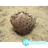 Eрихонска Роза, Пустинна роза (Selaginella lepidophylla), възкръсващо растение