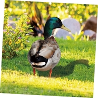 Set 2 Decoratiuni de Gradina, Flippy, Model Rata, Tip Placa, Grosime 3 mm, Fata-Verso, Multicolor