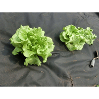 Folie agrotextil, mulcire, antiburuieni, filtru UV, 10 x 1 metru, 50g/m2, negru
